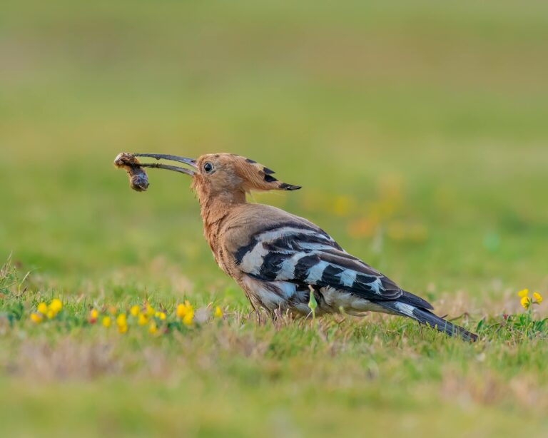 Hoopoe