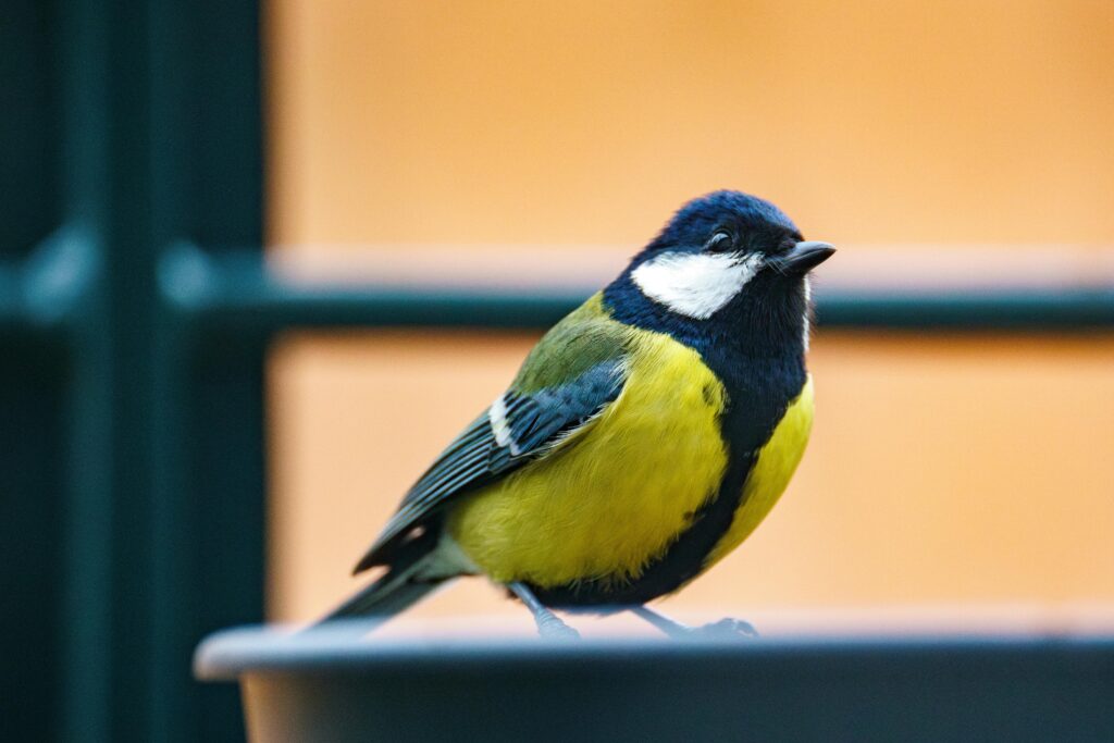 Great Tit Characteristics