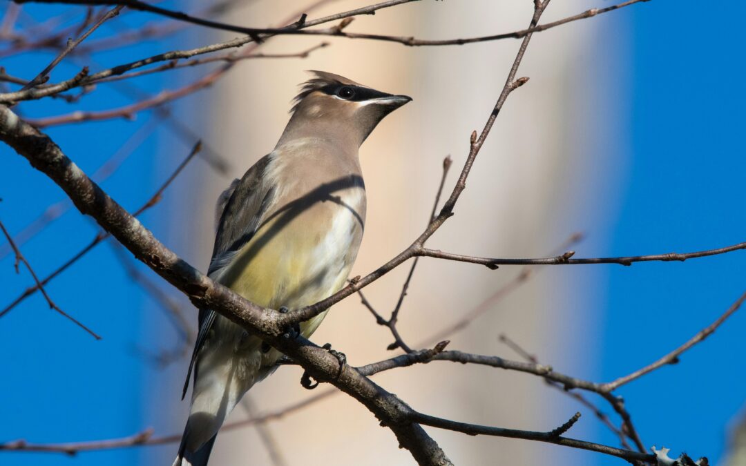 What Is Bird Watching Called in the UK?