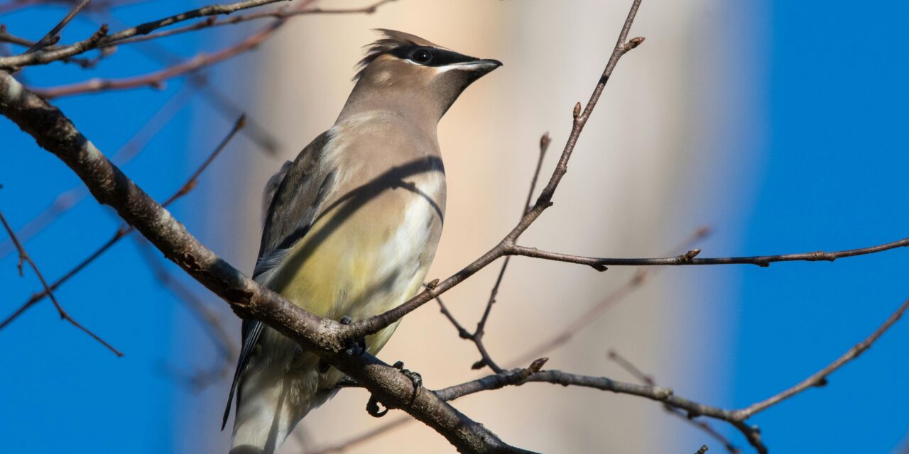 What Is Bird Watching Called in the UK?