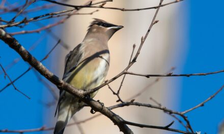 What Is Bird Watching Called in the UK?