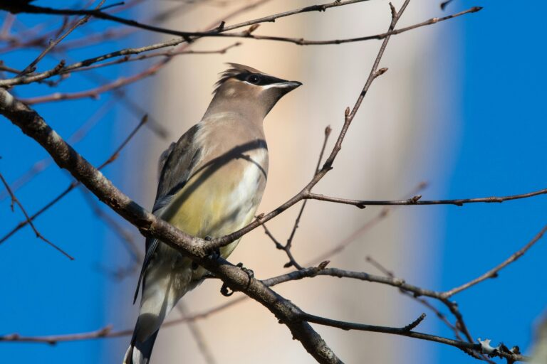What is bird watching?