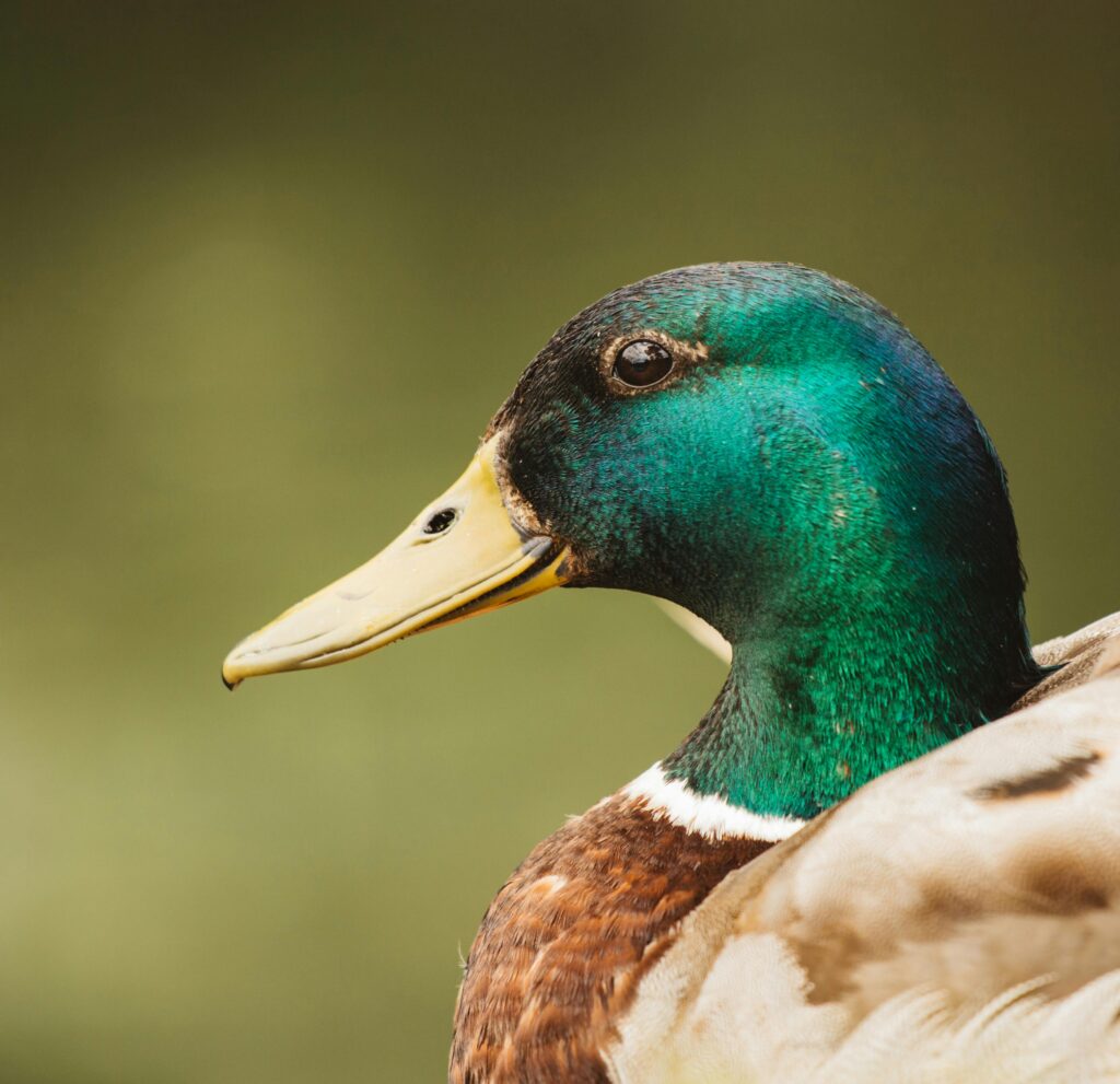 Mallard Feather