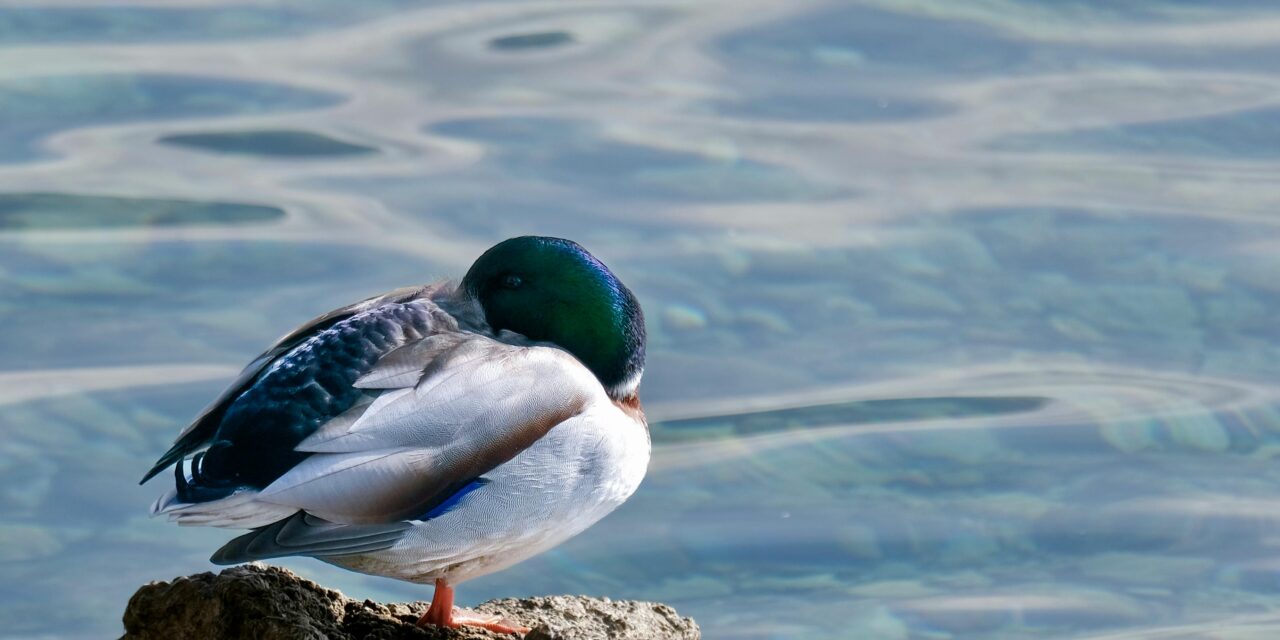 Lifespan of a Mallard: How Long Do They Live