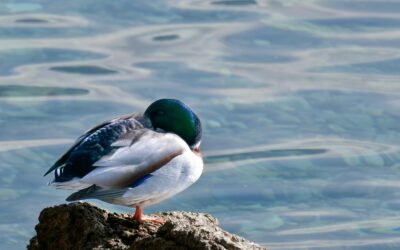 Lifespan of a Mallard: How Long Do They Live