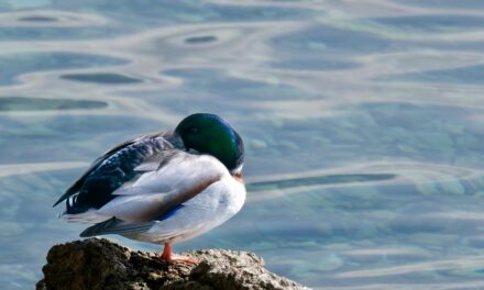 Lifespan of a Mallard: How Long Do They Live