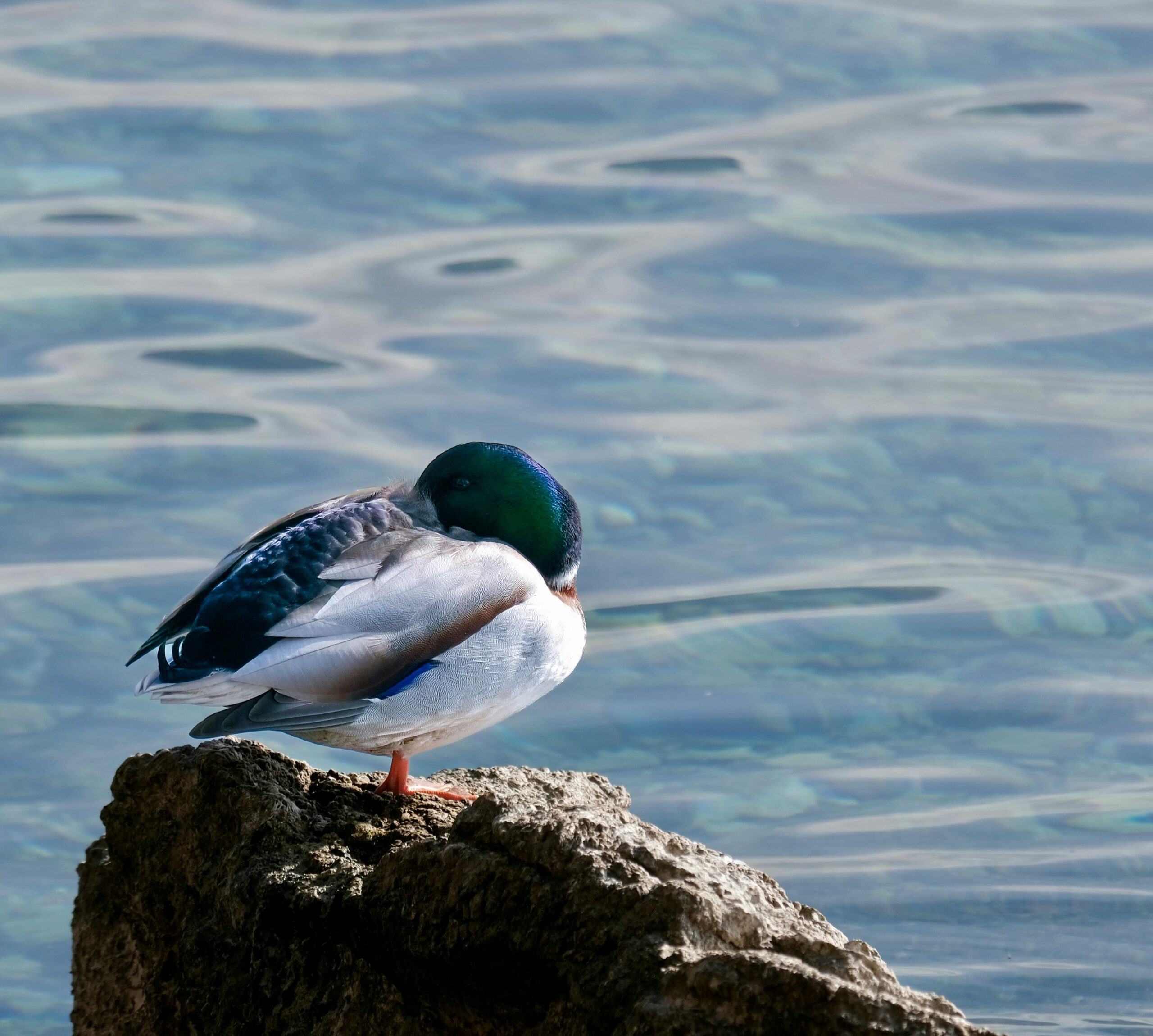 mallard Lifespan