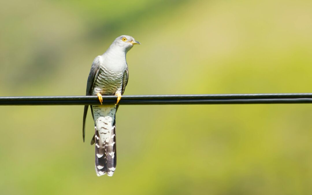 Cuckoos: Fascinating Facts About Their Behaviour and Habitat