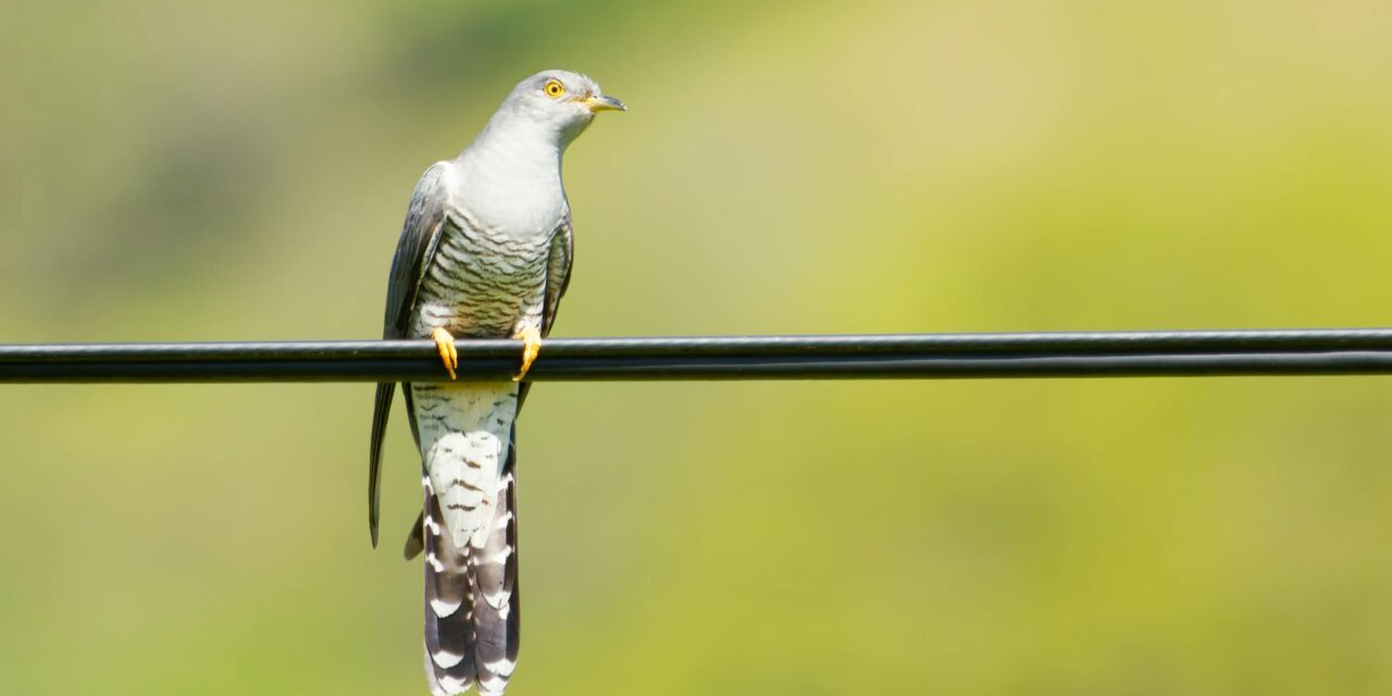 Cuckoos: Fascinating Facts About Their Behaviour and Habitat