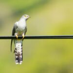 Cuckoos: Fascinating Facts About Their Behaviour and Habitat