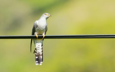Cuckoos: Fascinating Facts About Their Behaviour and Habitat