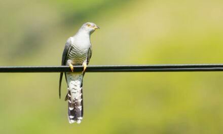 Cuckoos: Fascinating Facts About Their Behaviour and Habitat