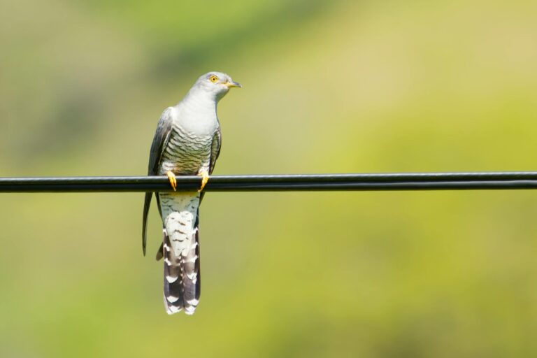 Common Cuckoo