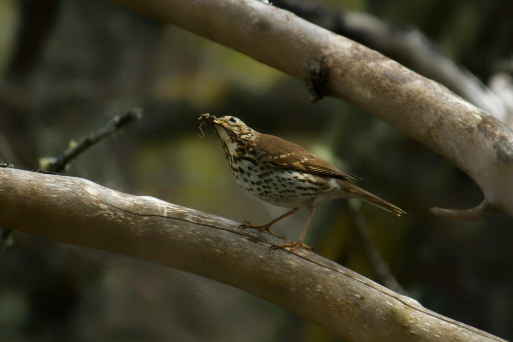 Song Thrush