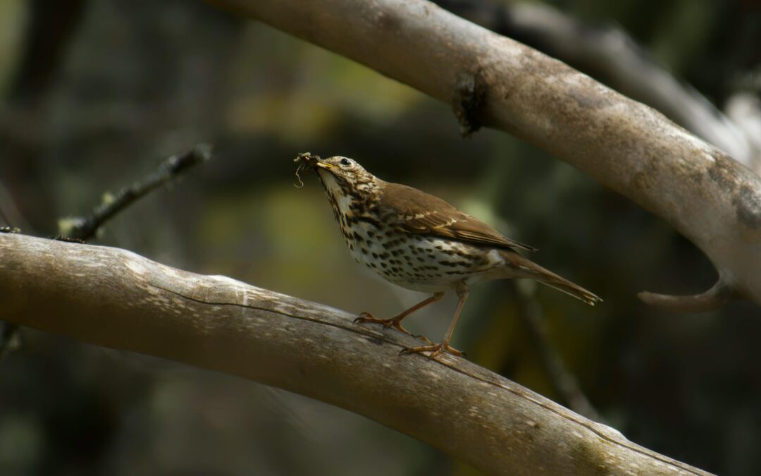 Song Thrush: A Fascinating Look at Its Habitat, Behavior, and Conservation