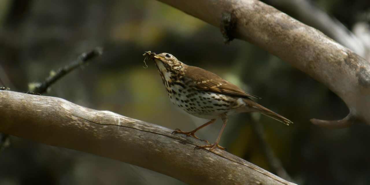 Song Thrush: A Fascinating Look at Its Habitat, Behavior, and Conservation