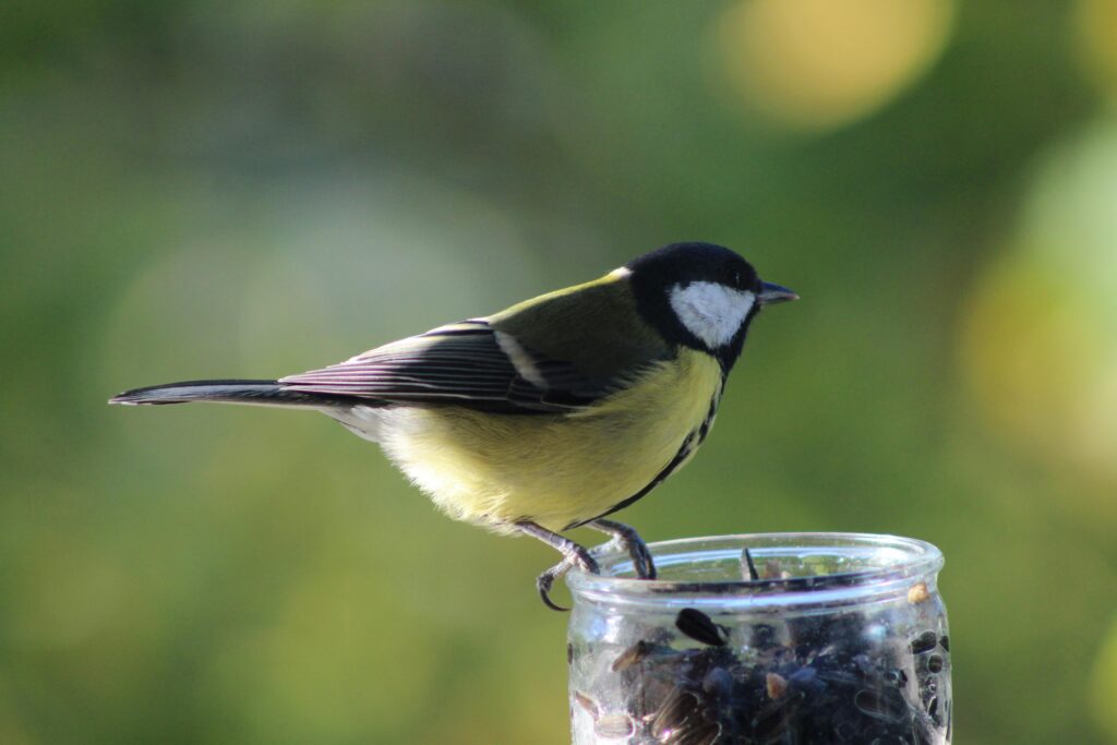 Great Tit Diet