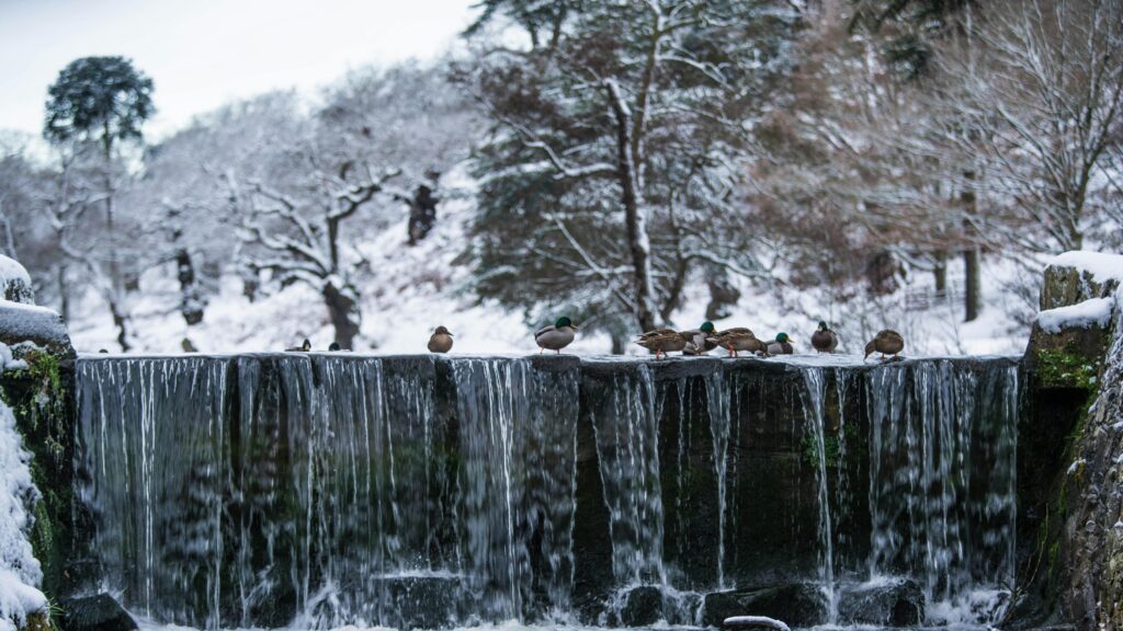 Cold Mallards