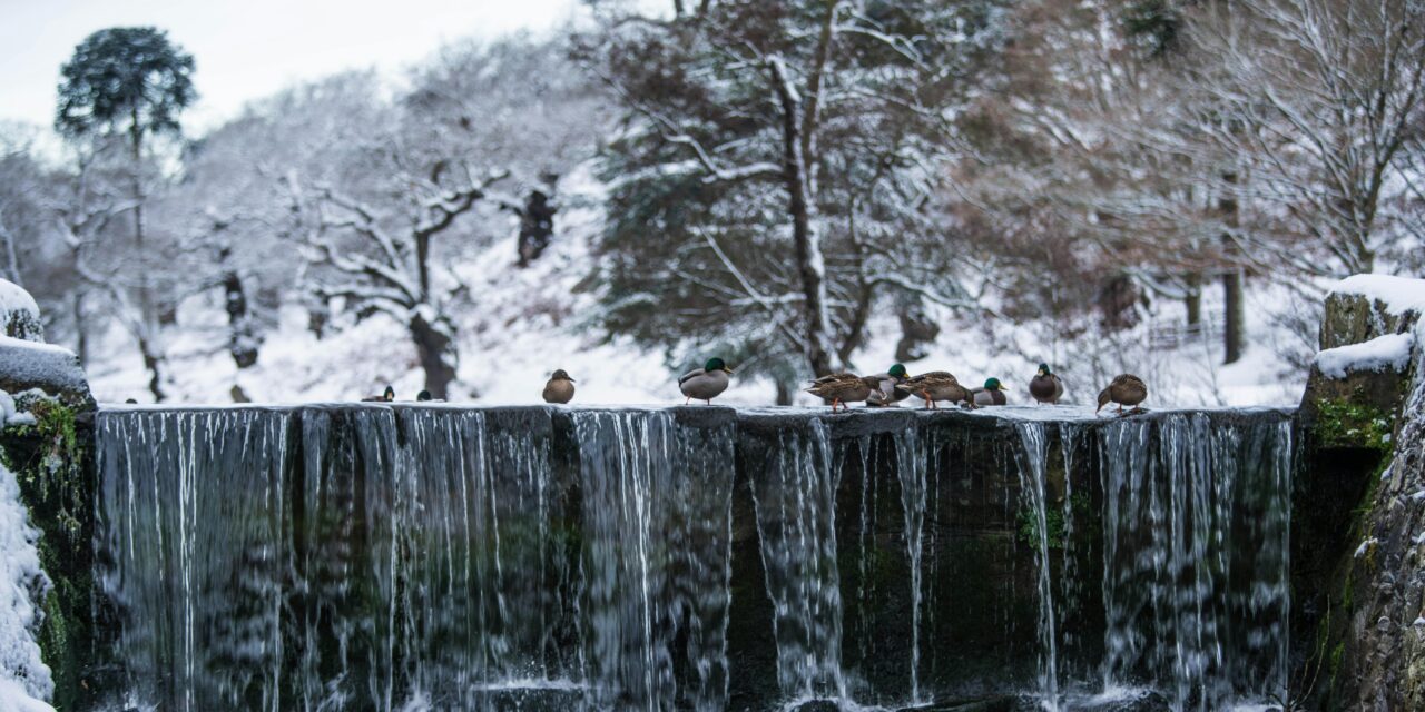 How Mallards Stay Warm in Cold Water: Adaptations Explained