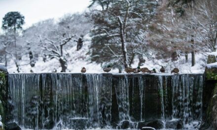 How Mallards Stay Warm in Cold Water: Adaptations Explained