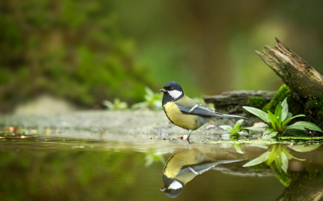 Great Tit: Habitat, Behaviour, and Conservation Insights