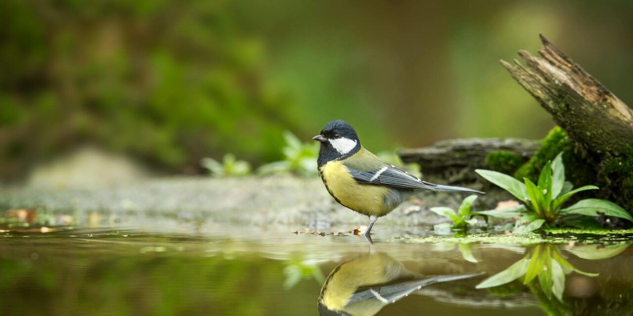 Great Tit: Habitat, Behaviour, and Conservation Insights