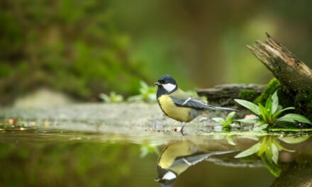 Great Tit: Habitat, Behaviour, and Conservation Insights