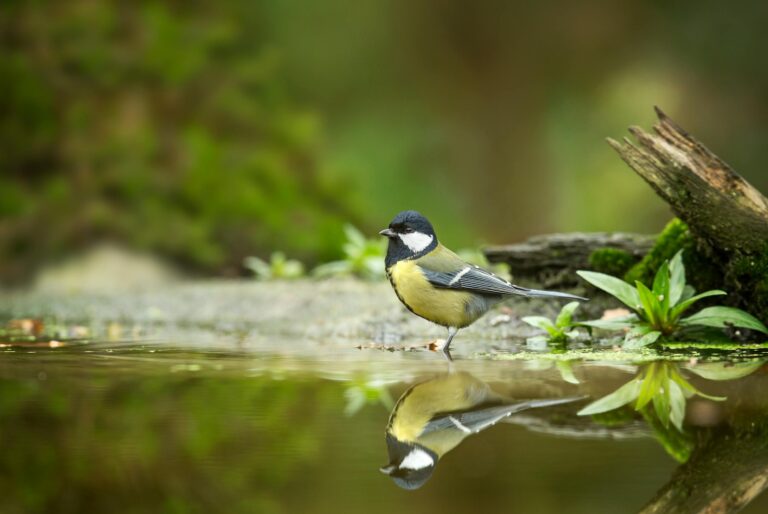 Great Tit