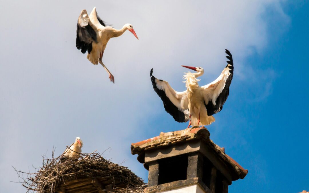 Exploring Bird Nesting: How Birds Build Their Homes with Precision