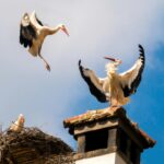 Exploring Bird Nesting: How Birds Build Their Homes with Precision