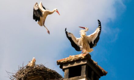 Exploring Bird Nesting: How Birds Build Their Homes with Precision