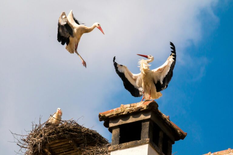 Bird Nesting