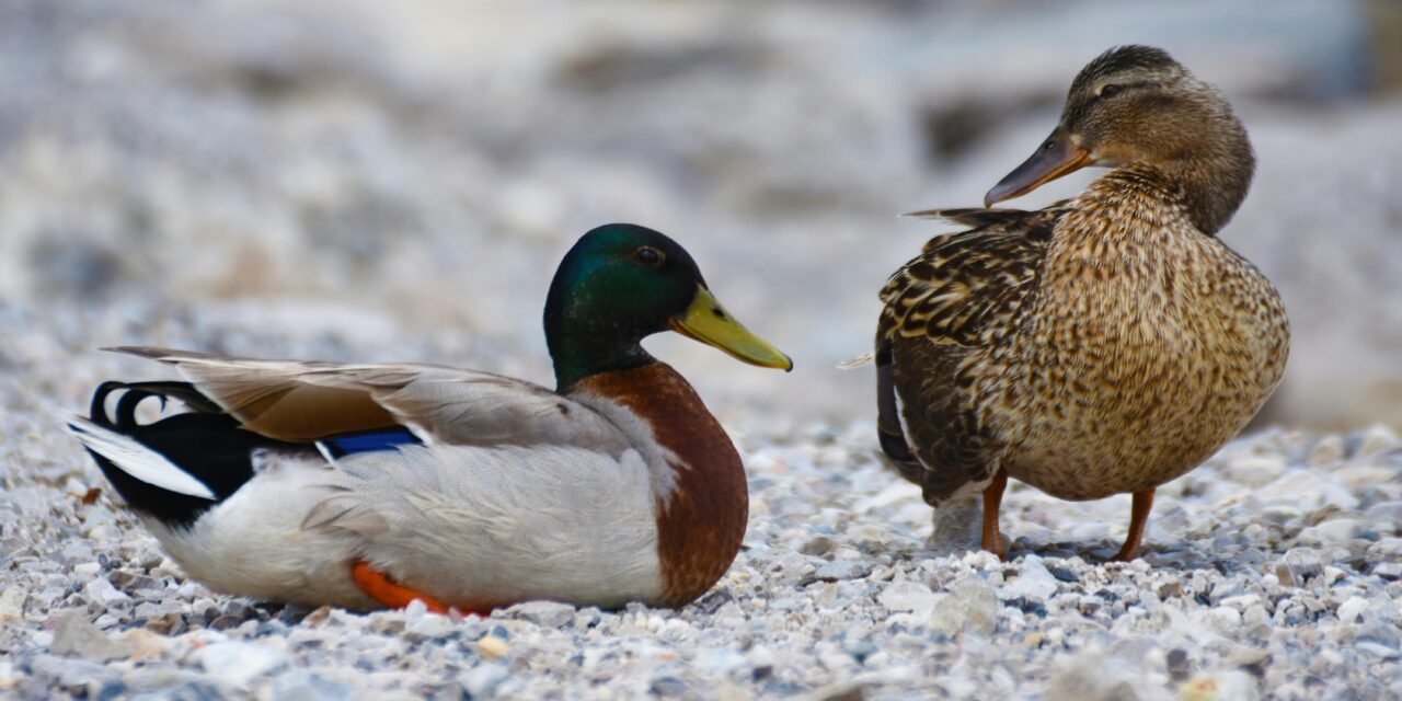 Male vs Female Mallards: How to Tell the Difference