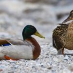 Male vs Female Mallards: How to Tell the Difference