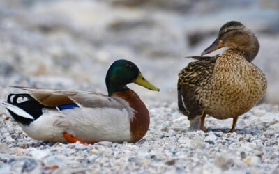 Male vs Female Mallards: How to Tell the Difference