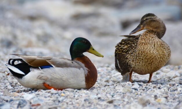 Male vs Female Mallards: How to Tell the Difference