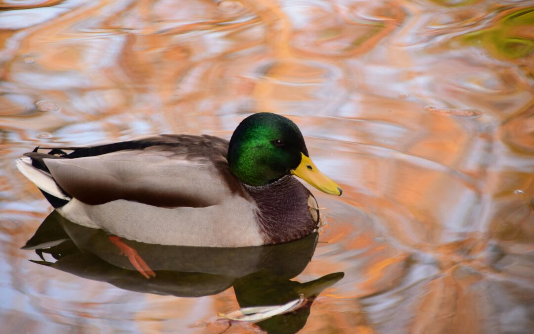 Mallards: Exploring Their Habitat, Behaviour, and Role in Wetland Ecosystems