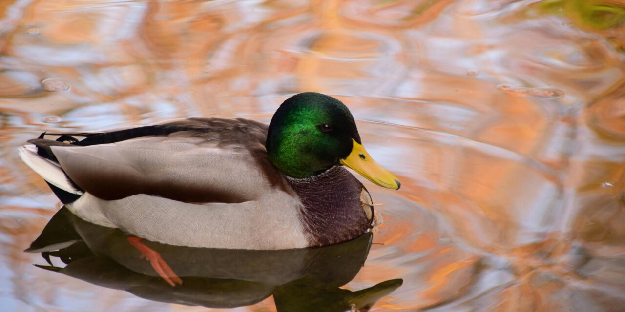 Mallards: Exploring Their Habitat, Behaviour, and Role in Wetland Ecosystems