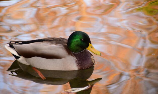 Mallards: Exploring Their Habitat, Behaviour, and Role in Wetland Ecosystems