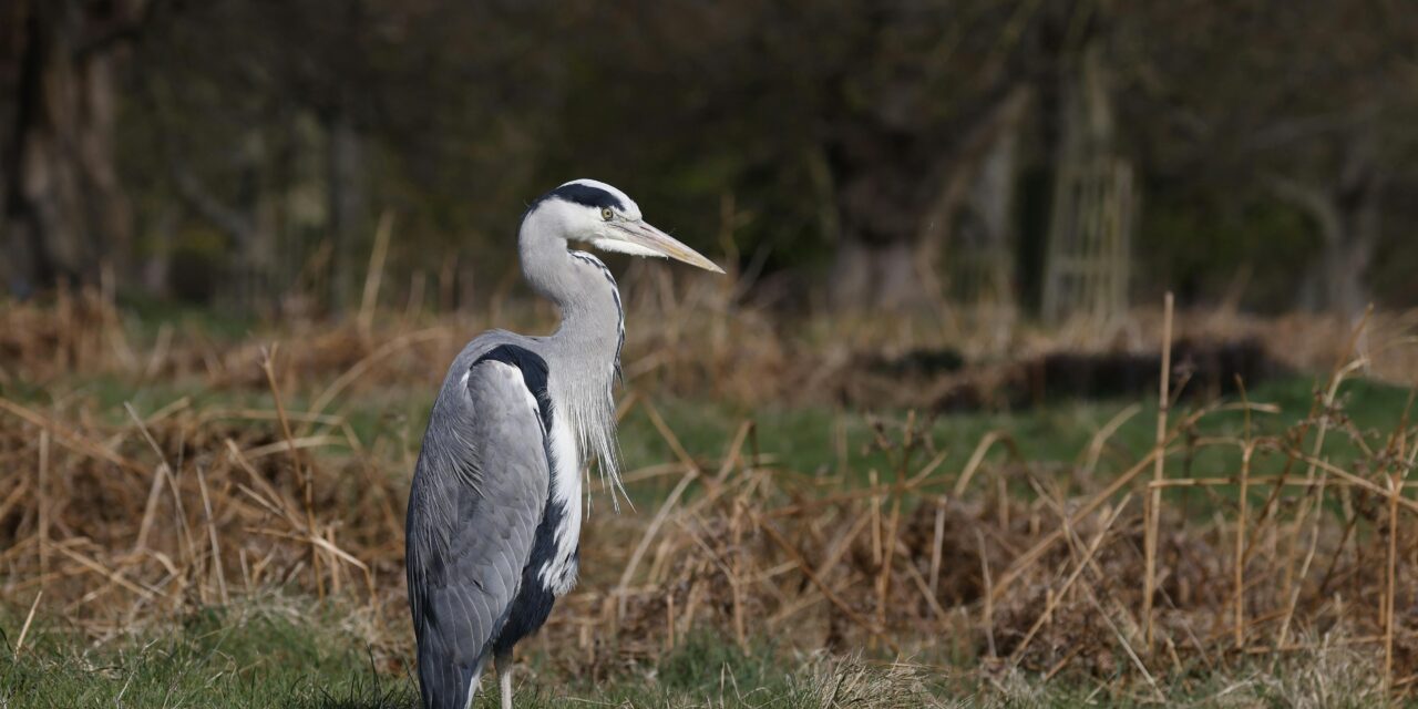 Top 10 Bird-Watching Reserves in the UK