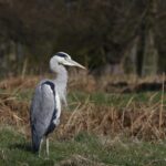 Top 10 Bird-Watching Reserves in the UK