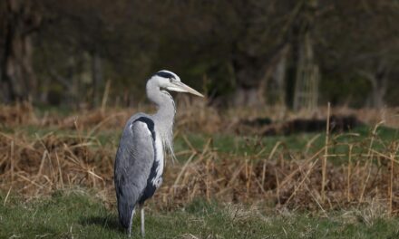 Top 10 Bird-Watching Reserves in the UK