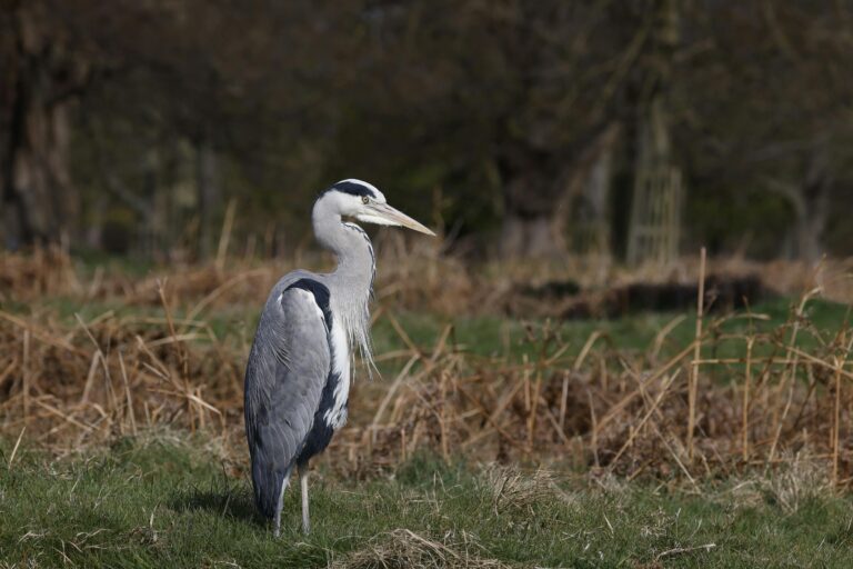 RSPB