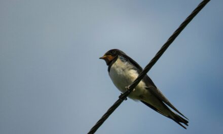 When Do Swallows Arrive in the UK? Migration Timelines Explained