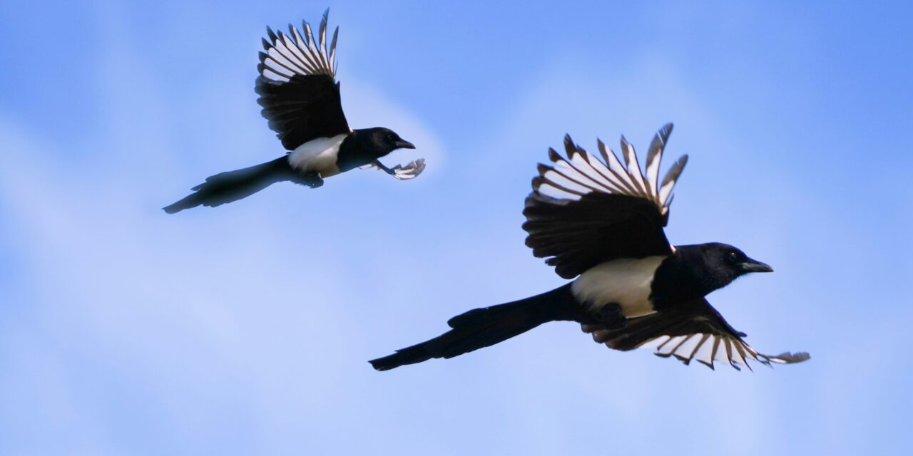 The Meaning Behind Seeing Six Magpies