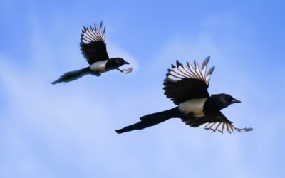 The Meaning Behind Seeing Nine Magpies: A Guide