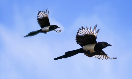 The Meaning Behind Seeing Nine Magpies: A Guide