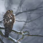 What Time of Day Do Sparrowhawks Hunt?