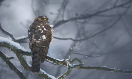 What Time of Day Do Sparrowhawks Hunt?