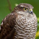 Small Birds of Prey in the UK: Fascinating Raptors to Look Out For